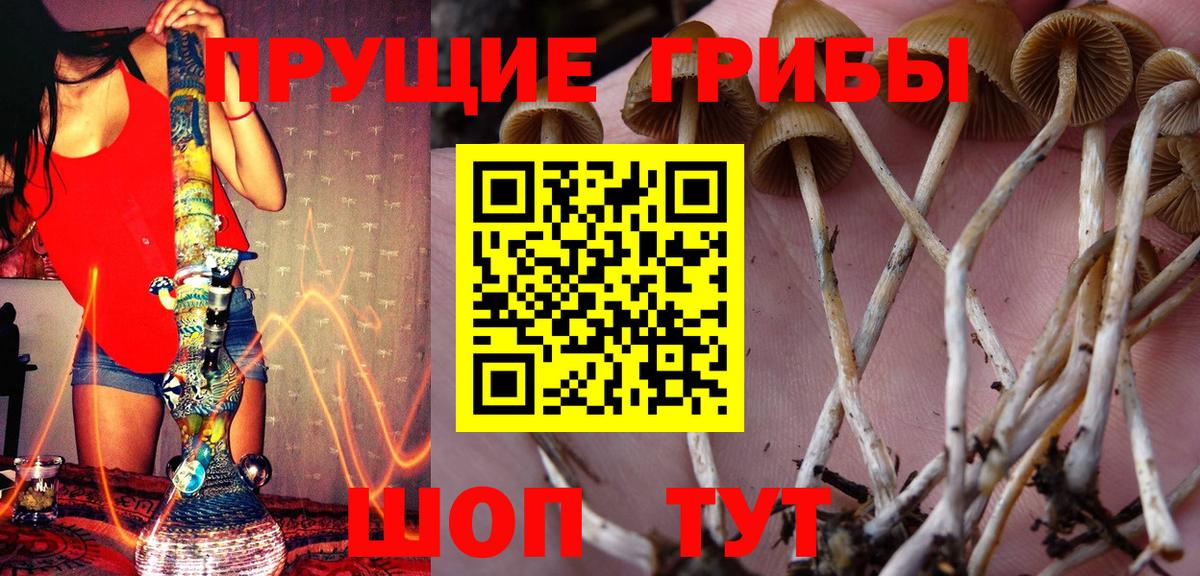 Псилоцибиновые грибы Psilocybe Удомля